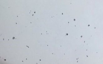Paint Chipping Problems